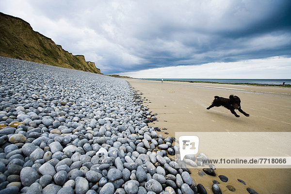 Strand  rennen  Hund