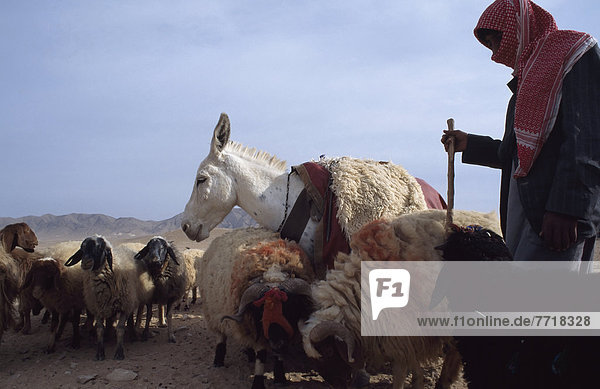 Bedouin Man / Shepherd  Herding Sheep