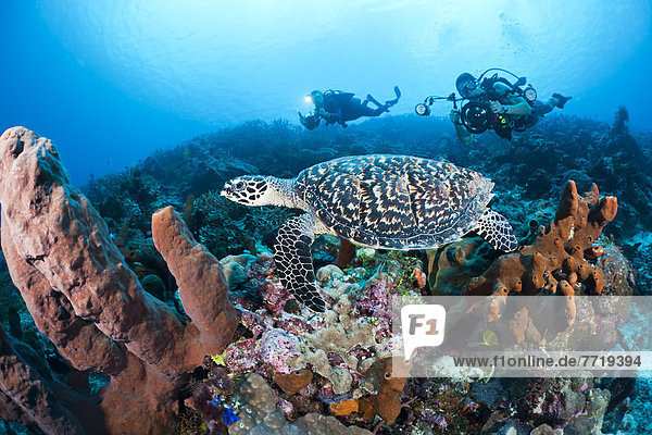 fotografieren Landschildkröte Schildkröte Taucher Echte Karettschildkröte Karettschildkröten Eretmochelys imbricata Indonesien Riff