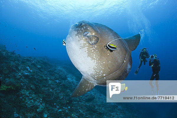Pacific Ocean  Indonesia  Bali  Nusa Penida  Crystal Bay  Divers Photograph An Ocean Sunfish (Mola Mola) Being Cleaned By An Angelfish And Longfin Bannerfish