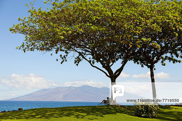 Hawaii  Big Island  Mann  lesen  Stuhl  schattig  Baum  groß  großes  großer  große  großen  Hawaii  Wailea
