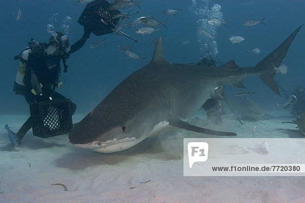 Caribbean  Bahamas  Little Bahama Bank  16 Foot Tiger Shark [Galeocerdo Cuvier]  Diver Close Next To It.