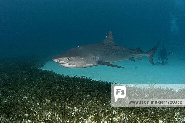 Caribbean  Bahamas  Little Bahama Bank  14 Foot Tiger Shark [Galeocerdo Cuvier]  Diver In Background.