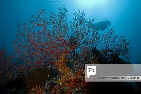 Indonesia  Banda Sea  Misool  Gorgonia Coral Dominate This Reef Scene With A Diver In Background.