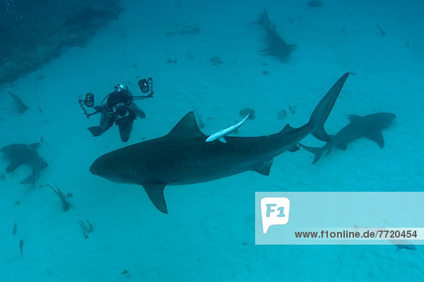 Caribbean  Bahamas  Little Bahama Bank  14 Foot Tiger Shark [Galeocerdo Cuvier]  Diver Taking Photograph.