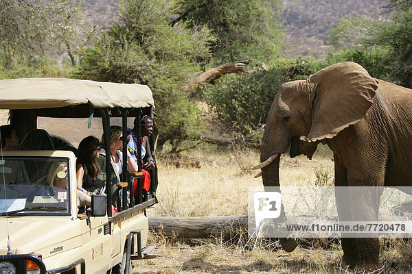 Tourists Viewing Elephants On Safari