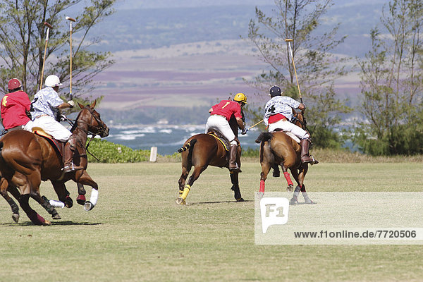 Mann Feld reiten - Pferd Küste Hawaii North Shore Oahu spielen
