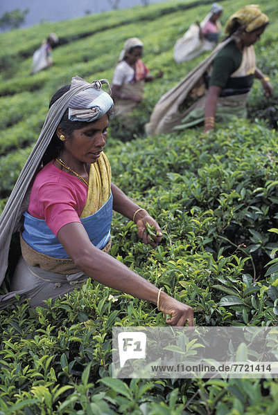 Ooty Tea Plantation  Tamil Nadu  India