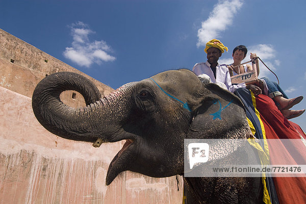 Mahout And Tourist On Elephant  Amber Fort Near Jaipur  Rajasthan  India