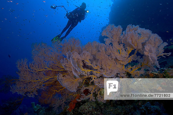 Indonesia  Banda Sea  Gunang Api Islet  Gorgonia Sea Fan Dominates This Reef Scene With A Diver With Camera Gear.