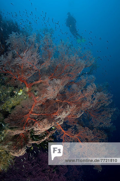 Indonesia  Banda Sea  Gorgonia Sea Fan Dominates This Reef Scene With A Diver.