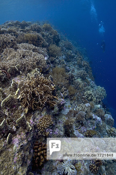 über  Meerlandschaft  Überfluss  schwimmen  Bandasee  Indonesien