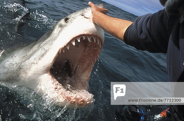 Südliches Afrika  Südafrika  Wasser  weiß  groß  großes  großer  große  großen  Hai