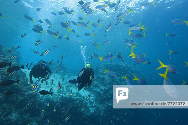 Micronesia  Palua  Divers And Reef Fish.