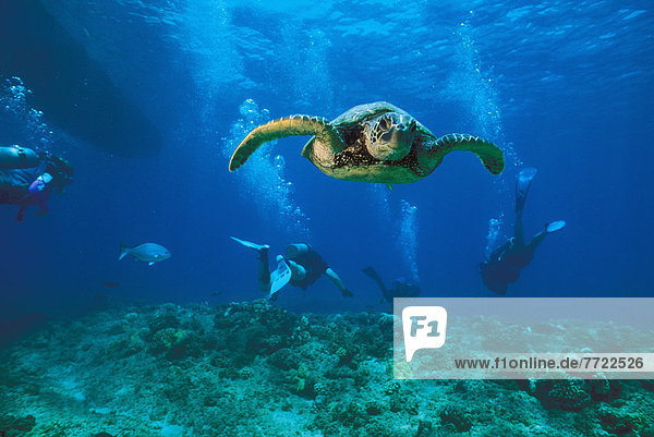 Wasserschildkröte Schildkröte grün Taucher Hawaii