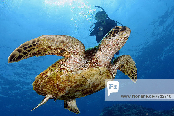 Wasserschildkröte Schildkröte hoch oben benutzen grün Hawaii