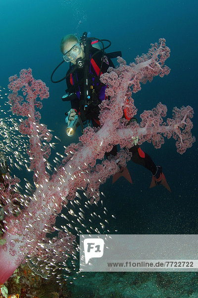 Indonesia  Diver Behind Large Soft Coral  School Of Tiny Fish [For Use Up To 13X20 Only]