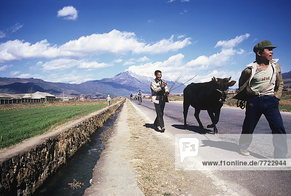 Boys Walking A Cow Along The Road In Front Of Mount Satseto
