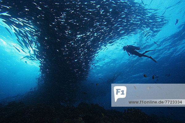 Micronesia  Palau  Scuba Diver With Schooling Bigeye Jacks (Caranx Sexfasciatus)