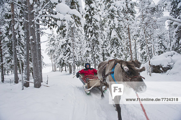 Man Having A Reindeer Sleigh Ride In Ounaskievari Reindeer Farm  Levi  Lapland  Finland