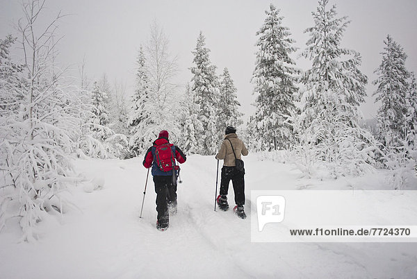 Tourists Snow Shoe Walking In Levi  Lapland  Finland