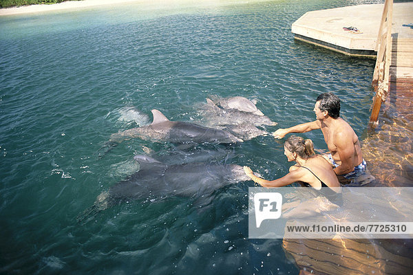 Hawaii  Big Island  Delphin  Delphinus delphis  Aufgabe  Dalbe  Hawaii