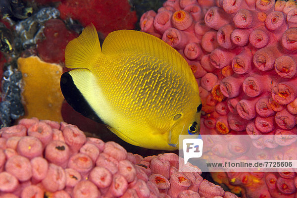Dreipunkt-Rauchkaiserfisch  Apolemichthys trimaculatus  Indonesien