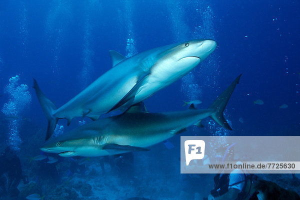 Caribbean  Reef Sharks Being Fed By Divers  Carcharhinus Perezi C2045