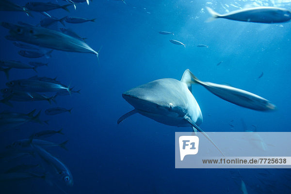 Makrele  Australien  Bronze  Hai  Walfänger