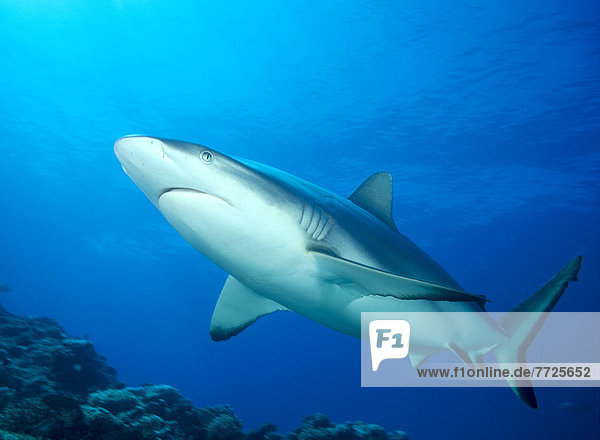 Fiji  Gray Reef Shark (Carcharhinus Amblyrhynchos) Underside Angled View C2061
