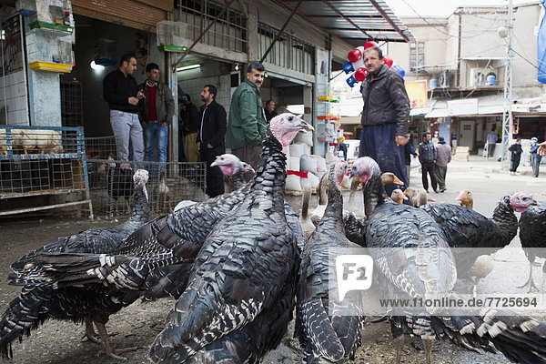 Turkeys In Front Of The Butcher Shop At Central Market Of Sulaymaniyah  Iraqi Kurdistan  Iraq