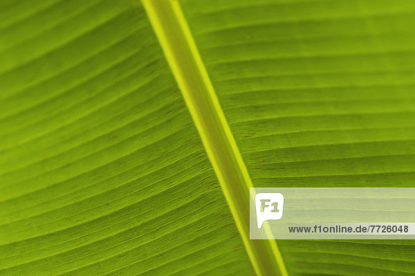 Detail of banana leaf  Blue Mountains  Jamaica. . © Ian Cumming / Axiom