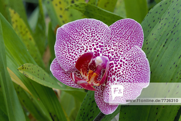weiß  lila  Pflanze  Close-up  close-ups  close up  close ups  groß  großes  großer  große  großen  Orchidee