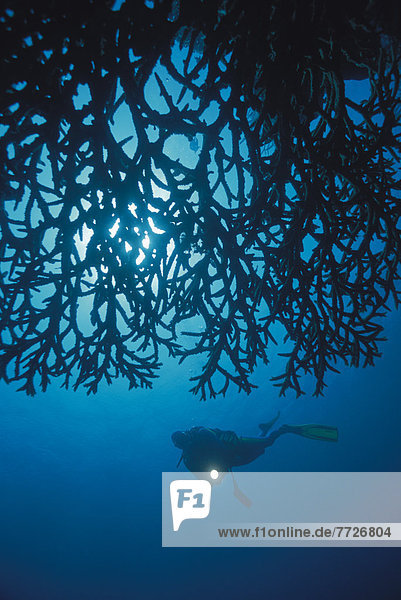 Silhouette  Mensch  Ozean  Hintergrund  blau  Sonnenstrahl  Indonesien  Riff  Sulawesi
