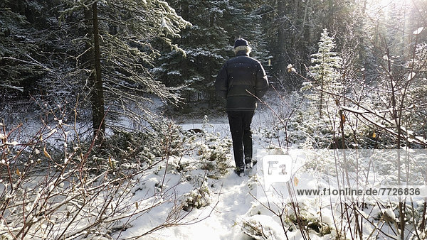 Man Walking Through A Snowy Forest On A Bright Sunny Day In Winter  Canmore  Alberta  Canada