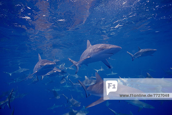 Micronesia  Many Gray Reef Sharks In Blue Ocean (Carcharhinus Amblyrhynchos) D1986