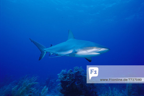 Caribbean  Bahamas  Nassau Caribbean Reef Shark Over Reef (Carcharhinus Perezi) D1990