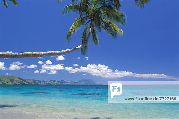 Baum  über  Küste  strecken  Palme  türkis  Fiji