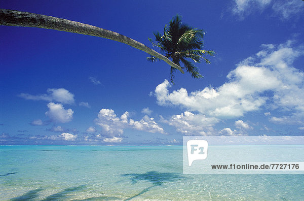 Wasser  Baum  über  Schatten  Palme  türkis  Bora Bora  Französisch-Polynesien