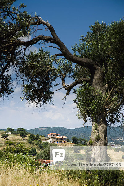 Baum Gebäude Hügel Ruine hoch oben Ansicht Olive