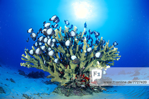 Hawaiian Reef Scene With Antler Coral And Reef Fish  Sunburst In Clear Blue Water