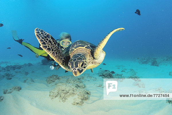 Wasserschildkröte Schildkröte über grün schwimmen Boden Fußboden Fußböden
