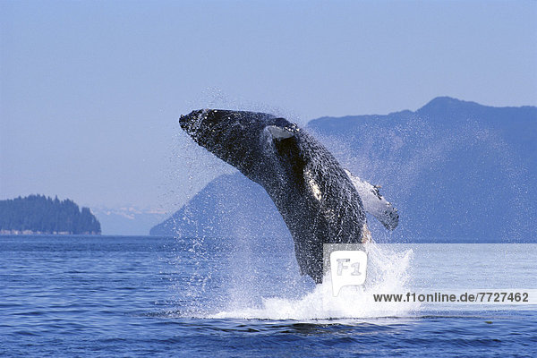 Wasser  Alaska  Wal