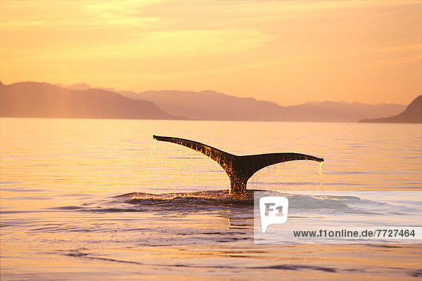 Sonnenuntergang  Alaska  Wal