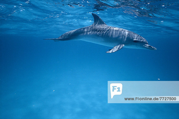 Delphin  Delphinus delphis  nahe  Bodenhöhe  Karibik  Ansicht  1  Seitenansicht  Punkt  Bahamas  Dalbe
