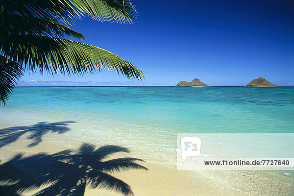 Wasser  Strand  Ruhe  Schatten  Hintergrund  Insel  Fokus auf den Vordergrund  Fokus auf dem Vordergrund  türkis  Farn  Hawaii  Oahu
