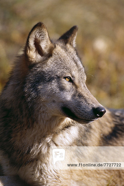 Grauwolf Canis lupus pambasileus trocken Feld Ansicht Seitenansicht Gras