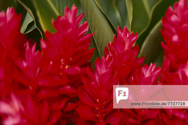 Blume Close-up rot Ingwer