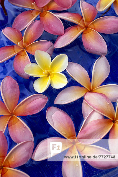 Farbaufnahme  Farbe  Blume  gelb  mischen  blau  1  schießen  Studioaufnahme  blauer Hintergrund  Mixed
