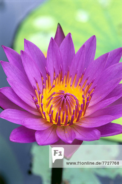 hoch  oben  nahe  Detail  Details  Ausschnitt  Ausschnitte  Wasser  Blume  Vitalität  Hintergrund  Lilie